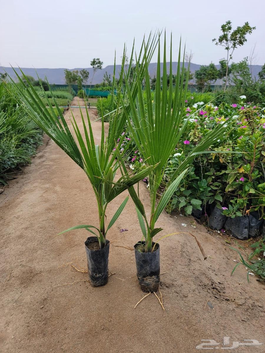 نخل وشنطني  البيع على اطلب جمله64323048216833111