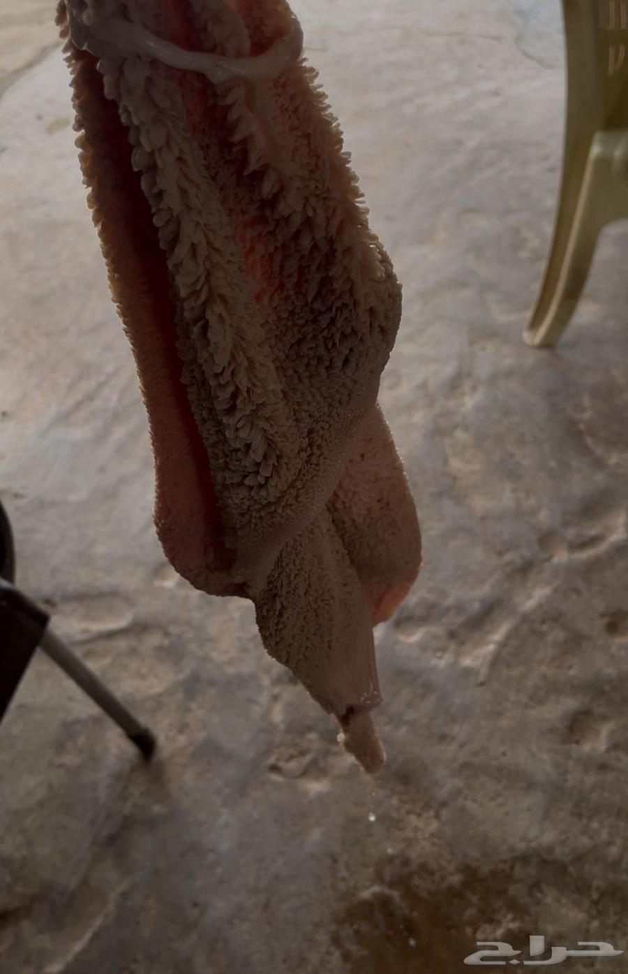 ذبايح ابو شبيب64318999109506110