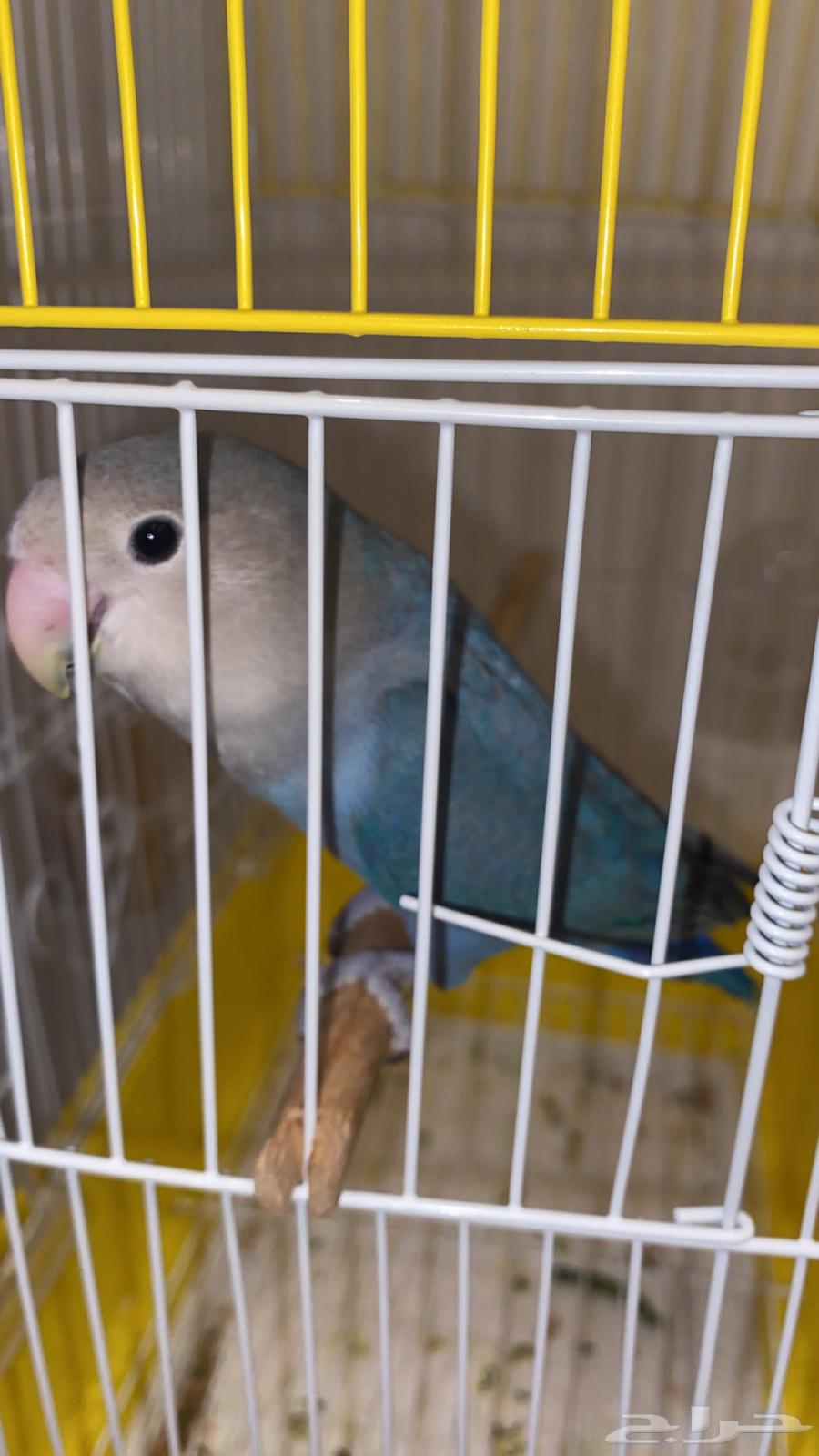 Shahreen's Day64327191006210111