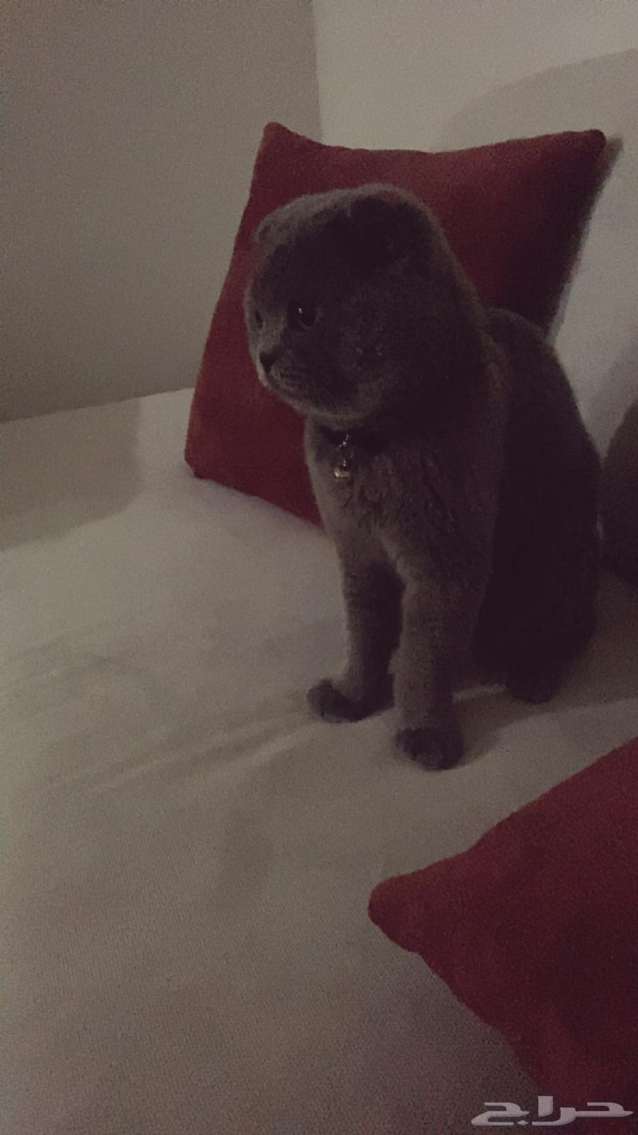 للبيع64335214641794111