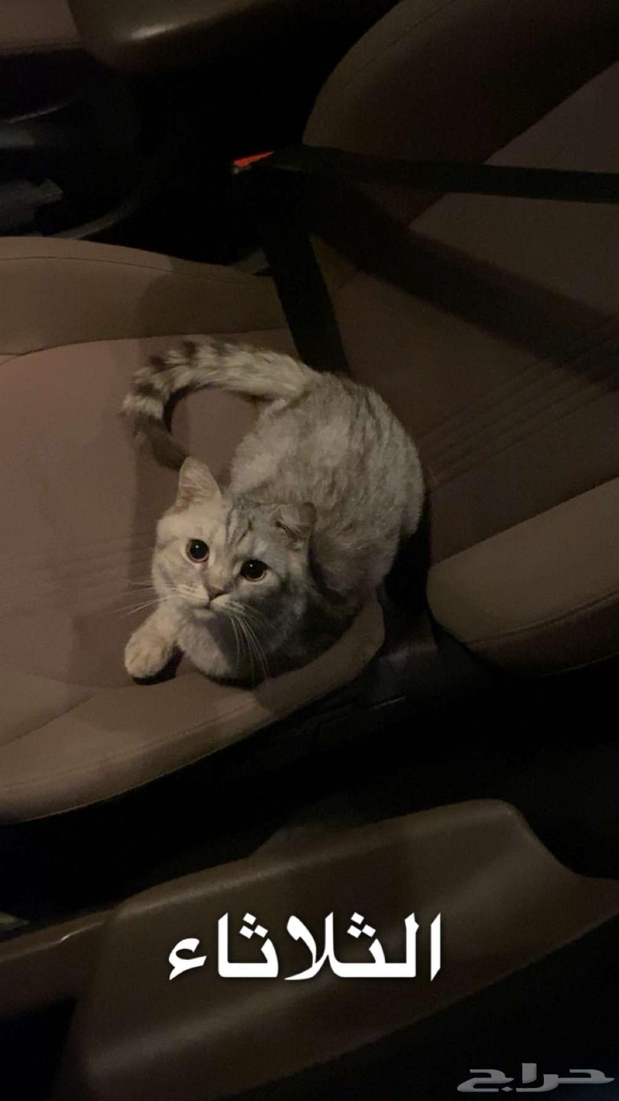 قط للبيع ع السوم64332228736385110