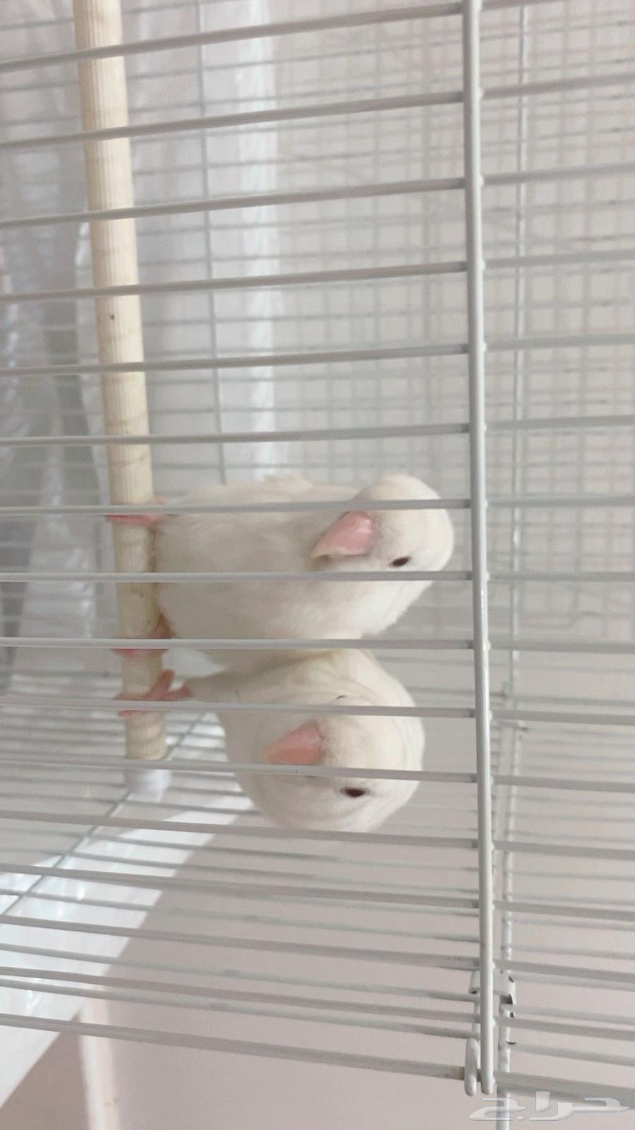 زوج .. روز البيون جاهز للانتاج64329170272258110