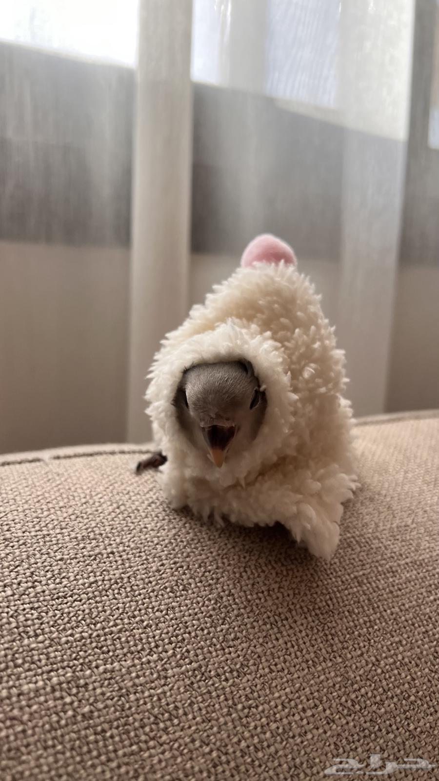 طير روز للبيع لون نادر64326953324418110