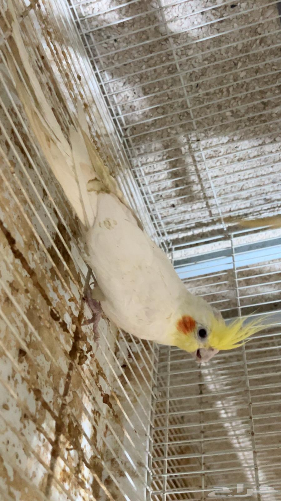 للبيع ذكر كروان لاتينو الي توقف عليه سومه نصيبه64325443262979111