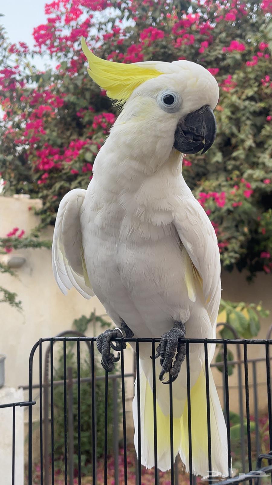 ببغاء كوكاتو64331181895939111