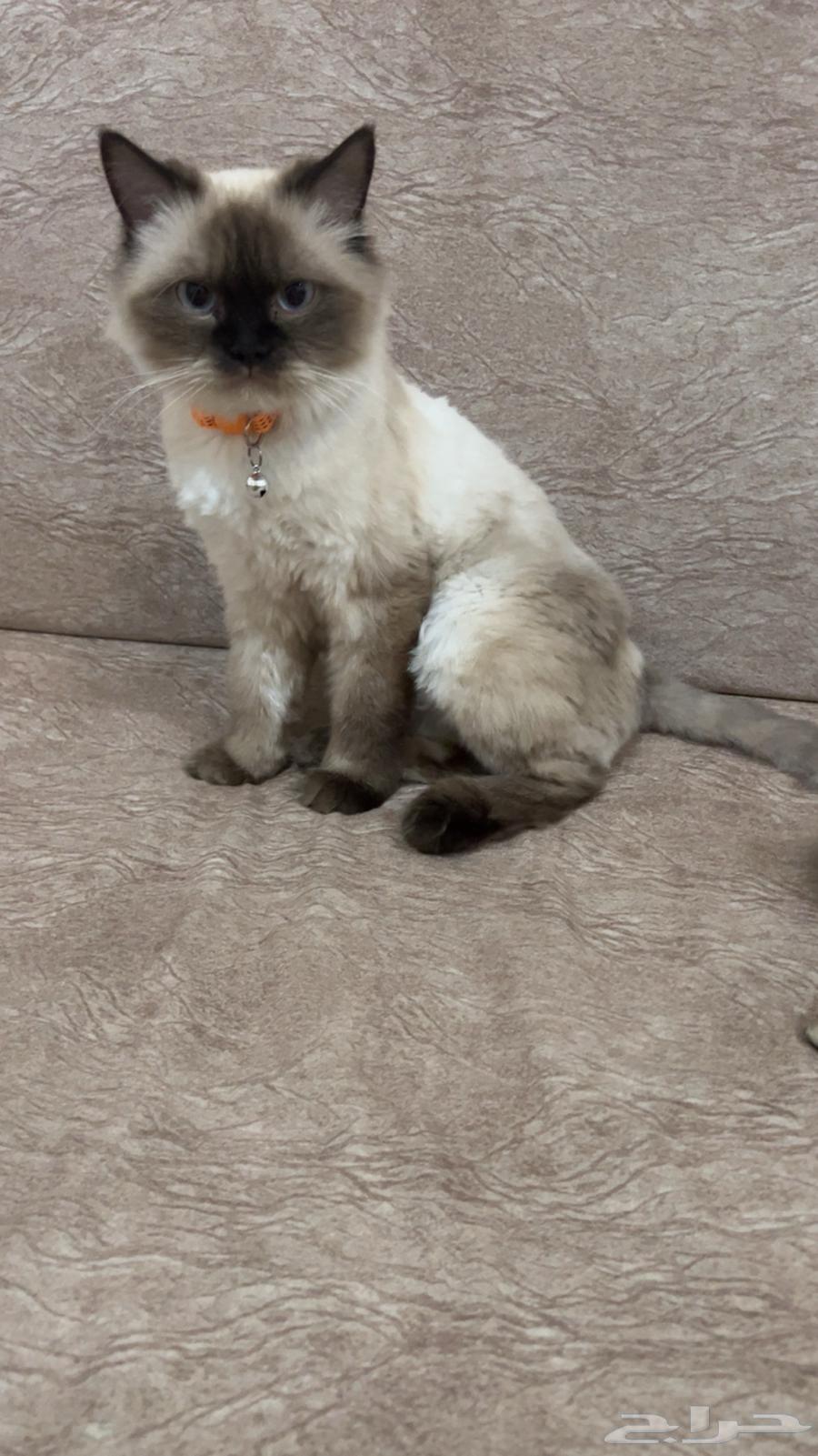 قطه هملايا نظيفه جدا64331661934210110
