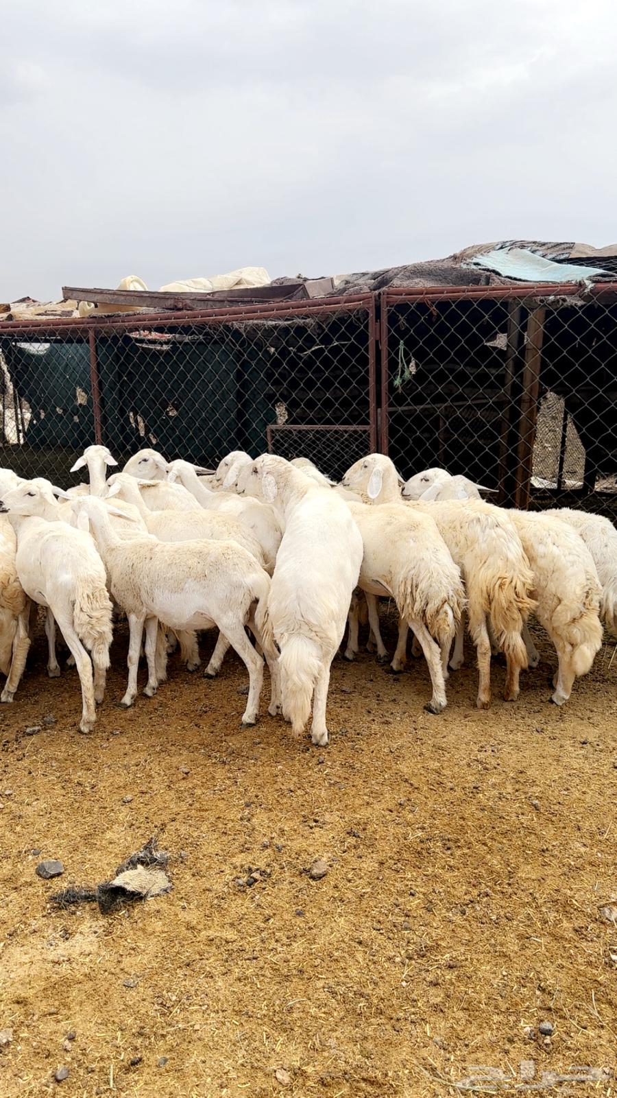 Camel stallion for sale, one mare with establishment and conditioned against all defects64334131192194114