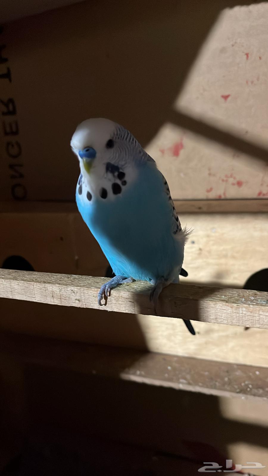 بادجي للبيع64335365020803111