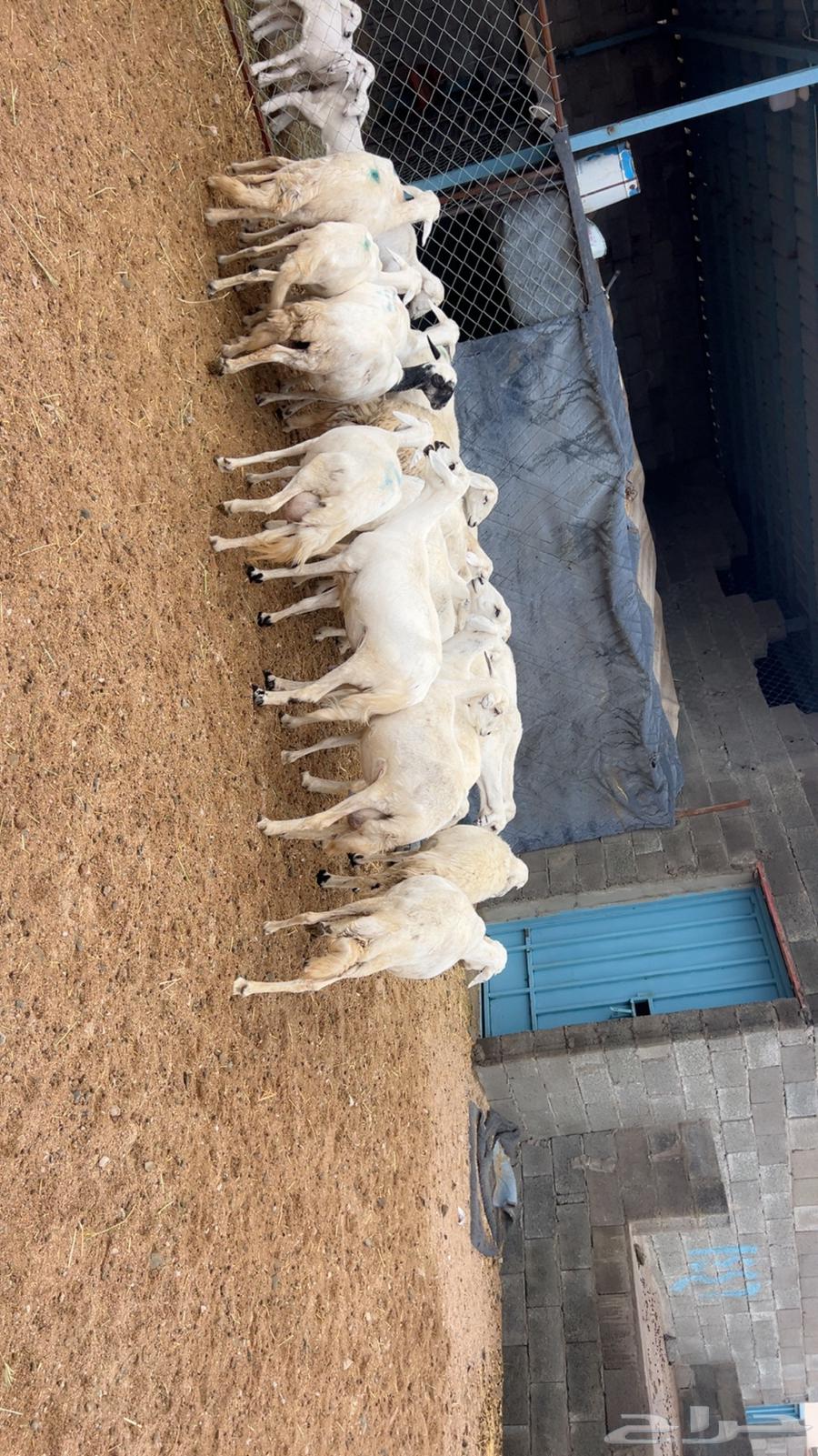20 sheep heads followed by 12 heads of al-bahm sheep, very good quality64332800957186113