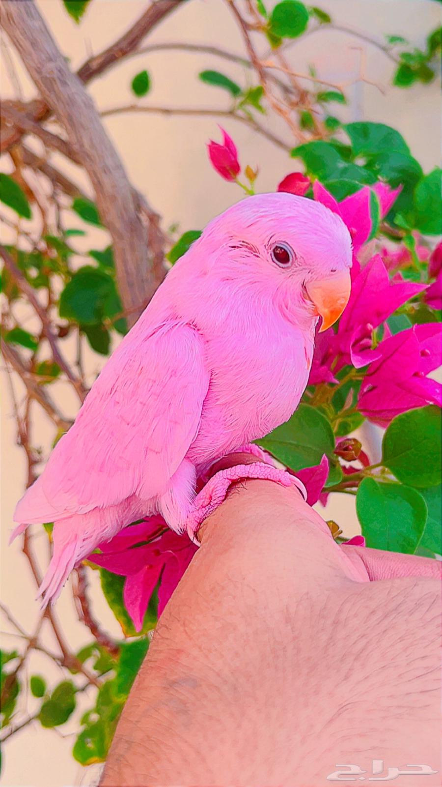 روز وردي اليف(( تم البيع )) تم تحويل عمولة الموقع64327225563394110