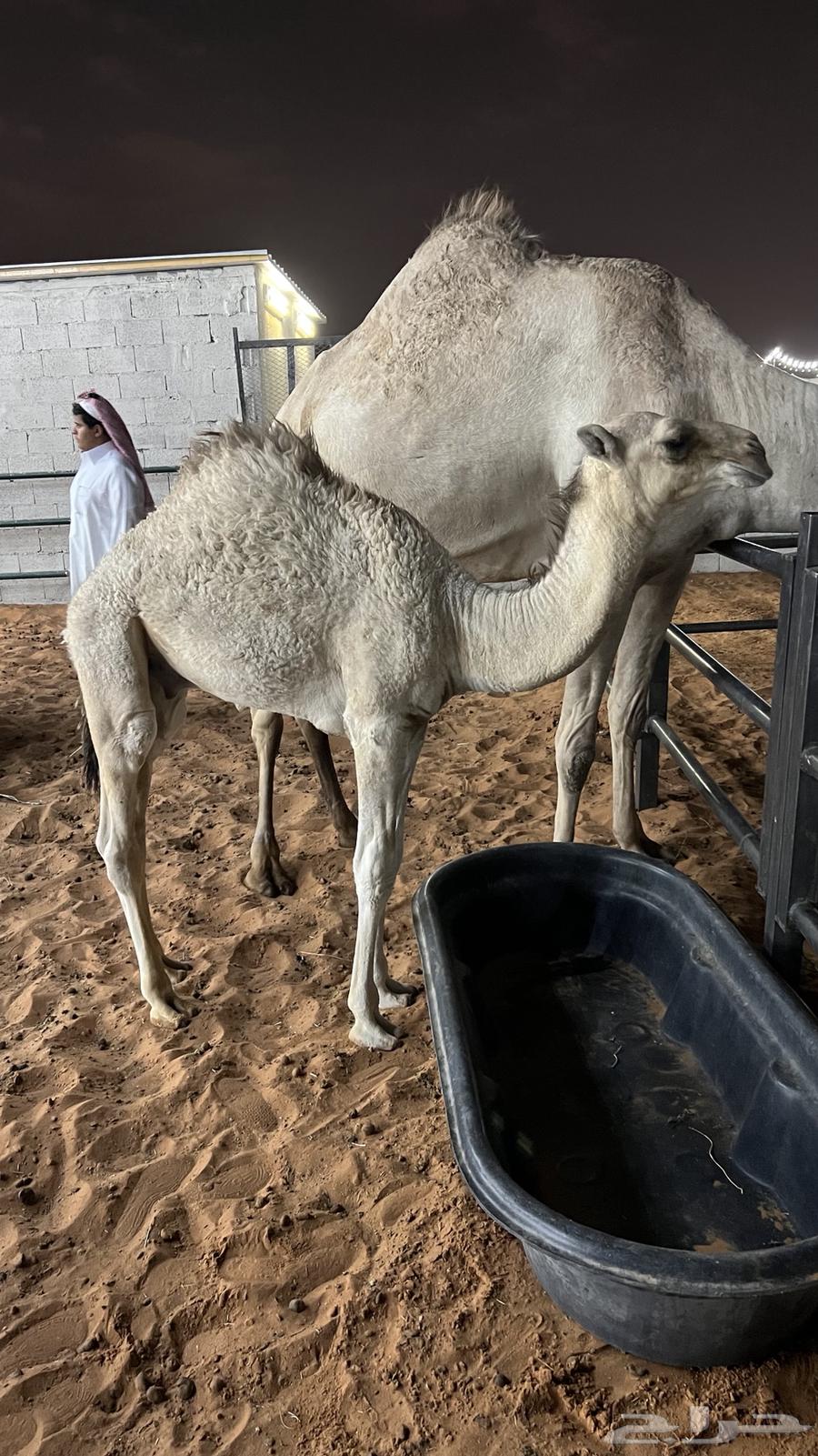 رحول عمانية خلفه تحتها قعود64333737555970110