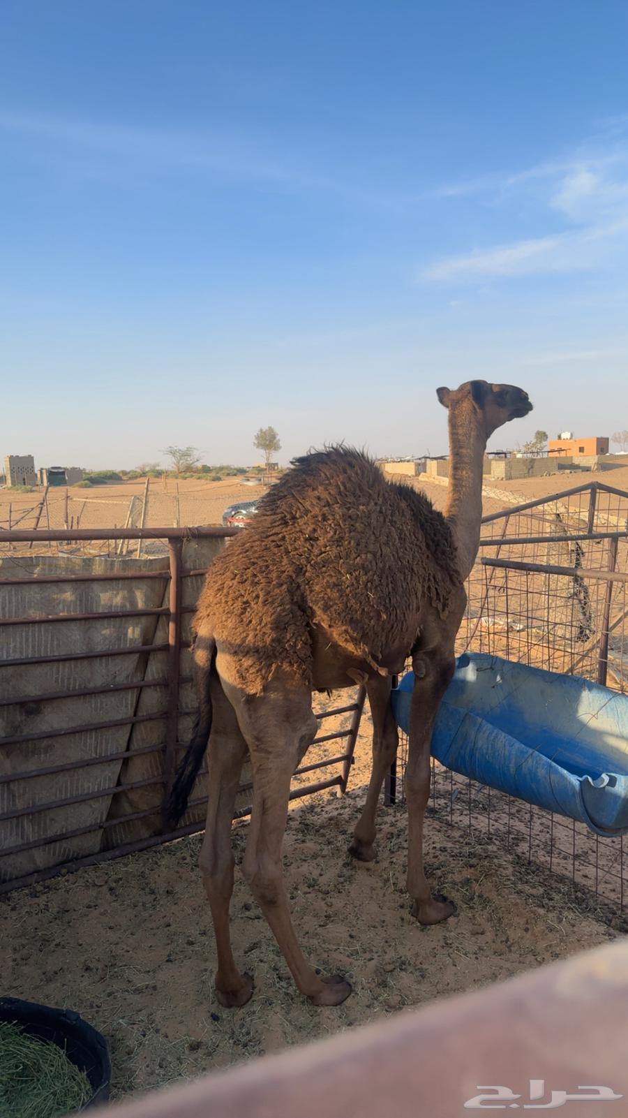 حاشي للبيع64331572871938110