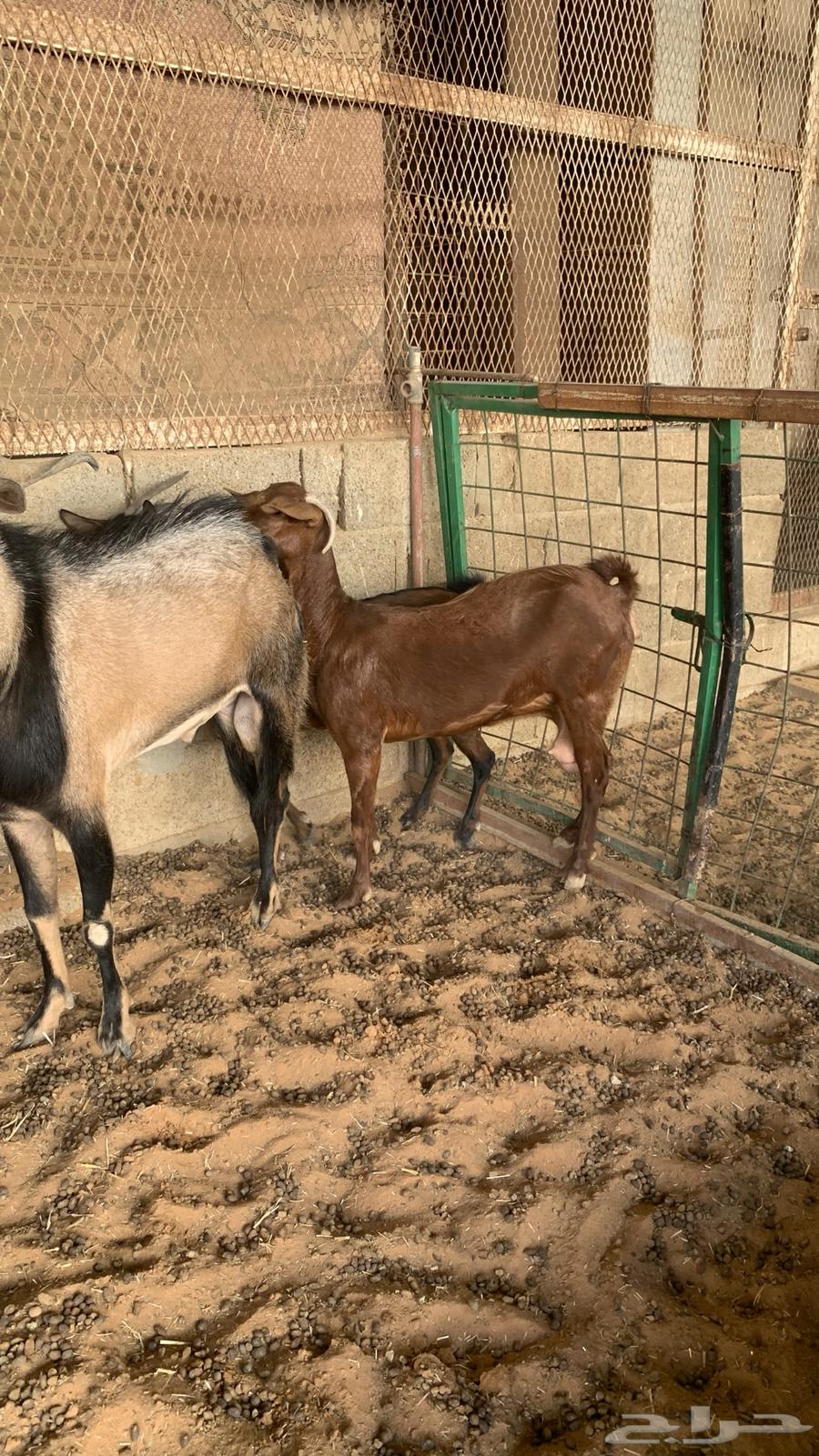 معزا جنوبيات مع فحلها64330894111361111