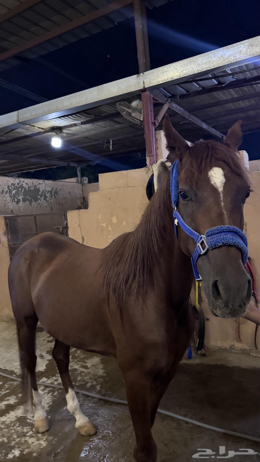 سلام عليكم فرس للبيع شعبيه64335018866435111