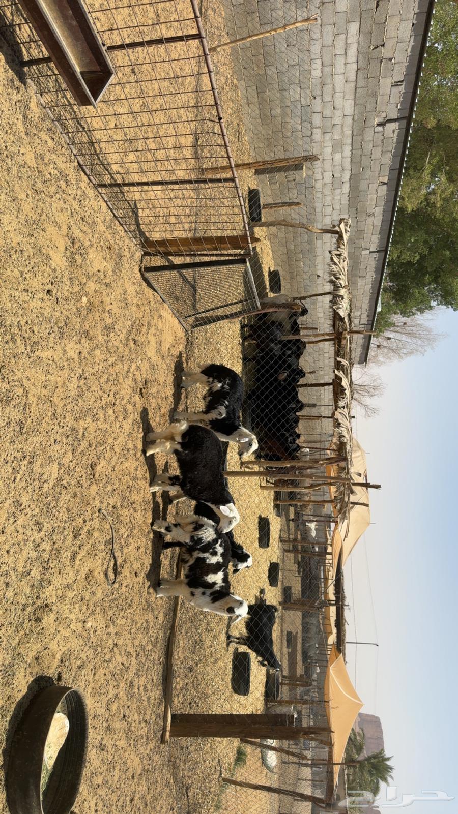 Tulian Najd64328573055873112