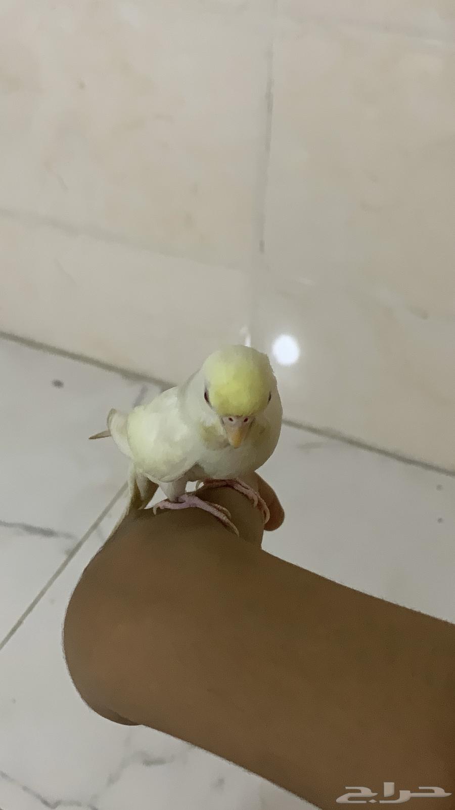 عصفور بادجي64329786716547112