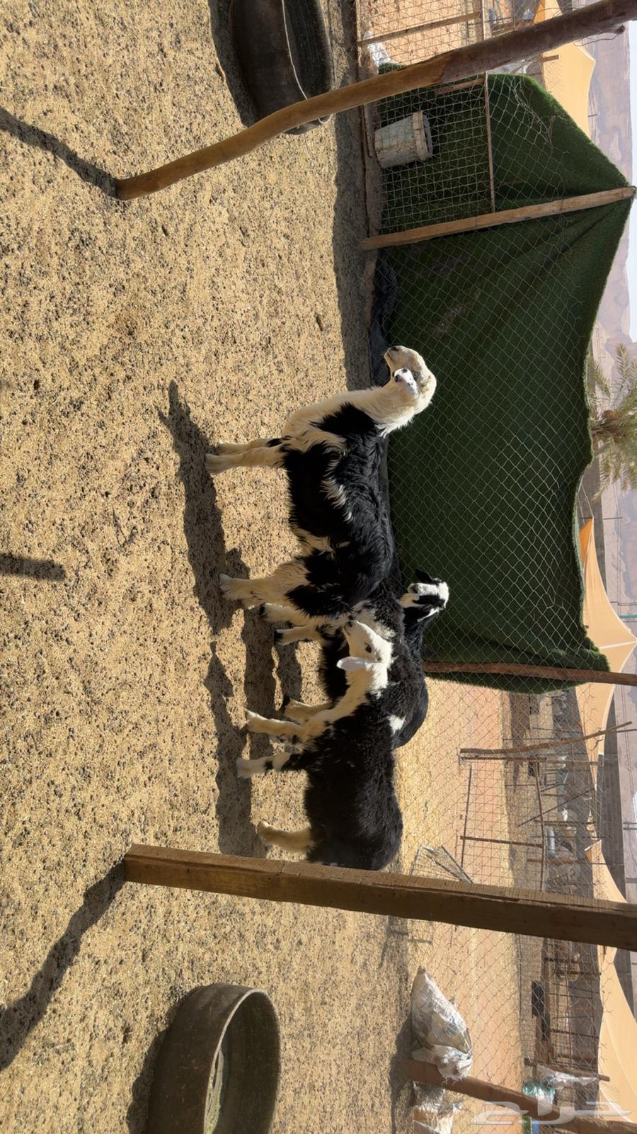 Tulian Najd64328573055873110