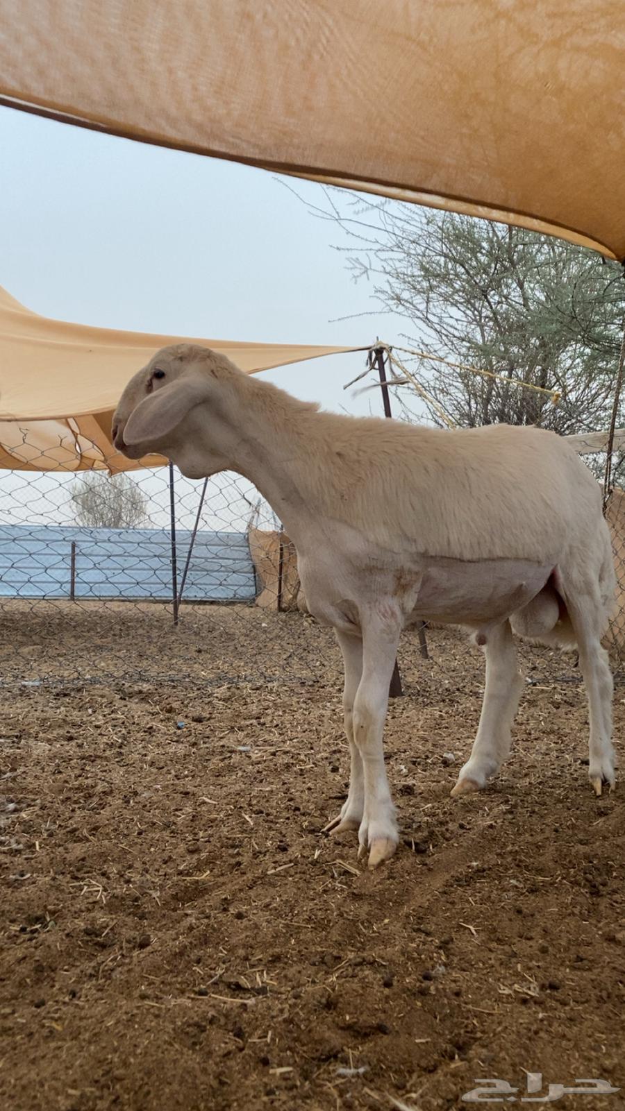 Fahal Project64334402627330112