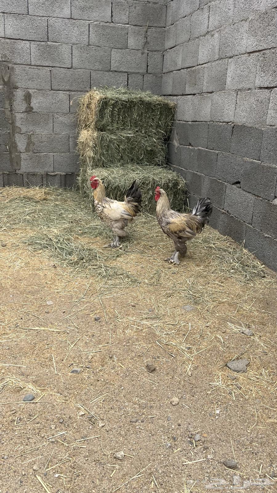 دجاج براهما للبيع64332785964547110