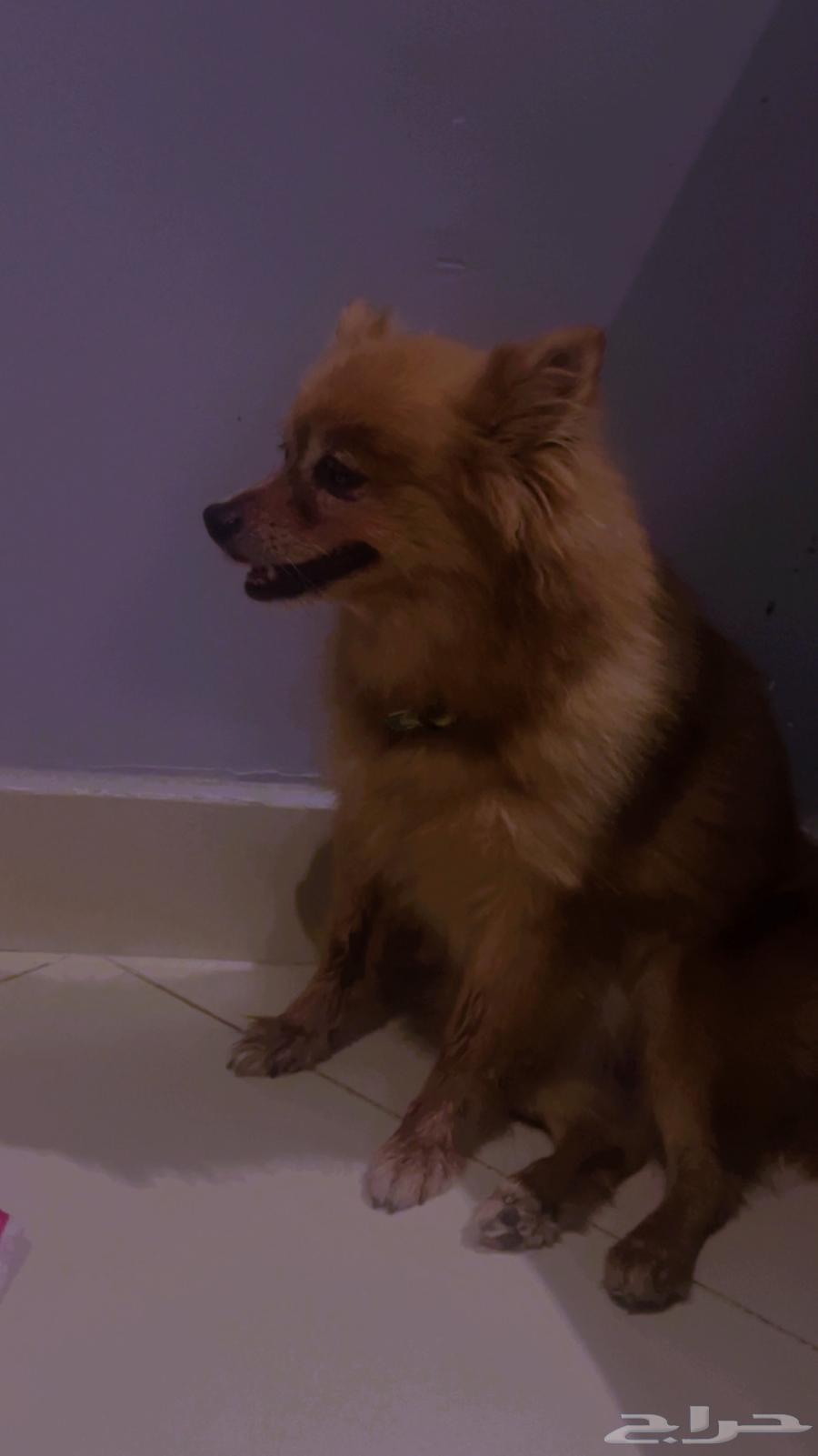 كلب انثى للبيع كل التطعيمات ماخذتها ومتربيه جدا64329140285570111