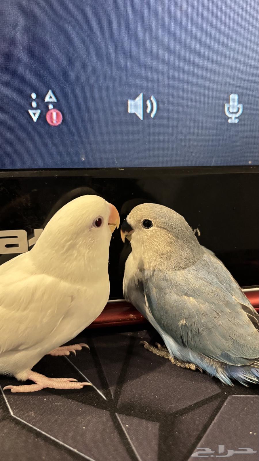 فروخ روز هدد نشبه64327619808259113