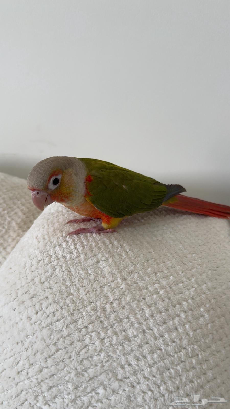 كنيور للبيع64329637427586112