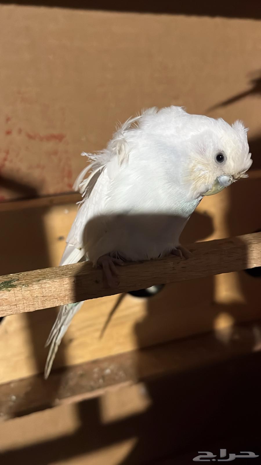 بادجي للبيع64335365020803110