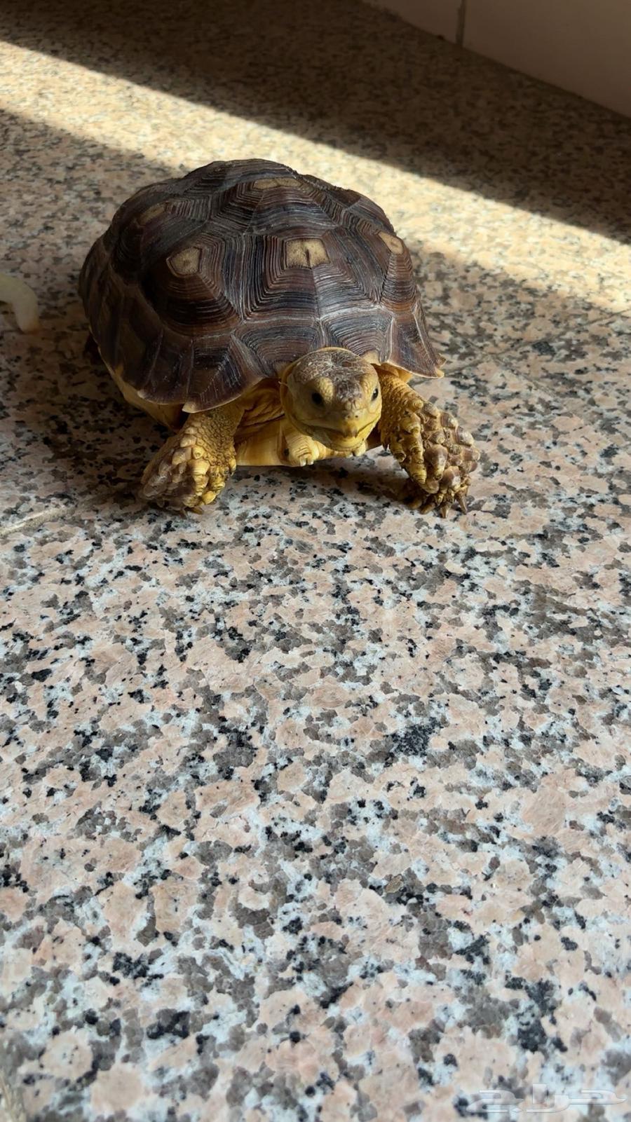 Sulcata Tortoises63655510473729114