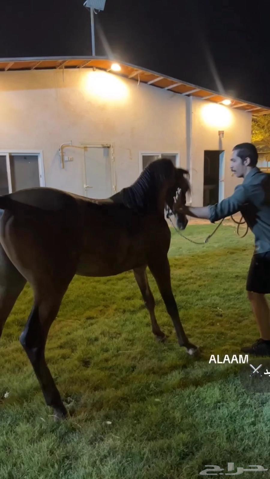 مهر فاخر للبيع64335124108289111