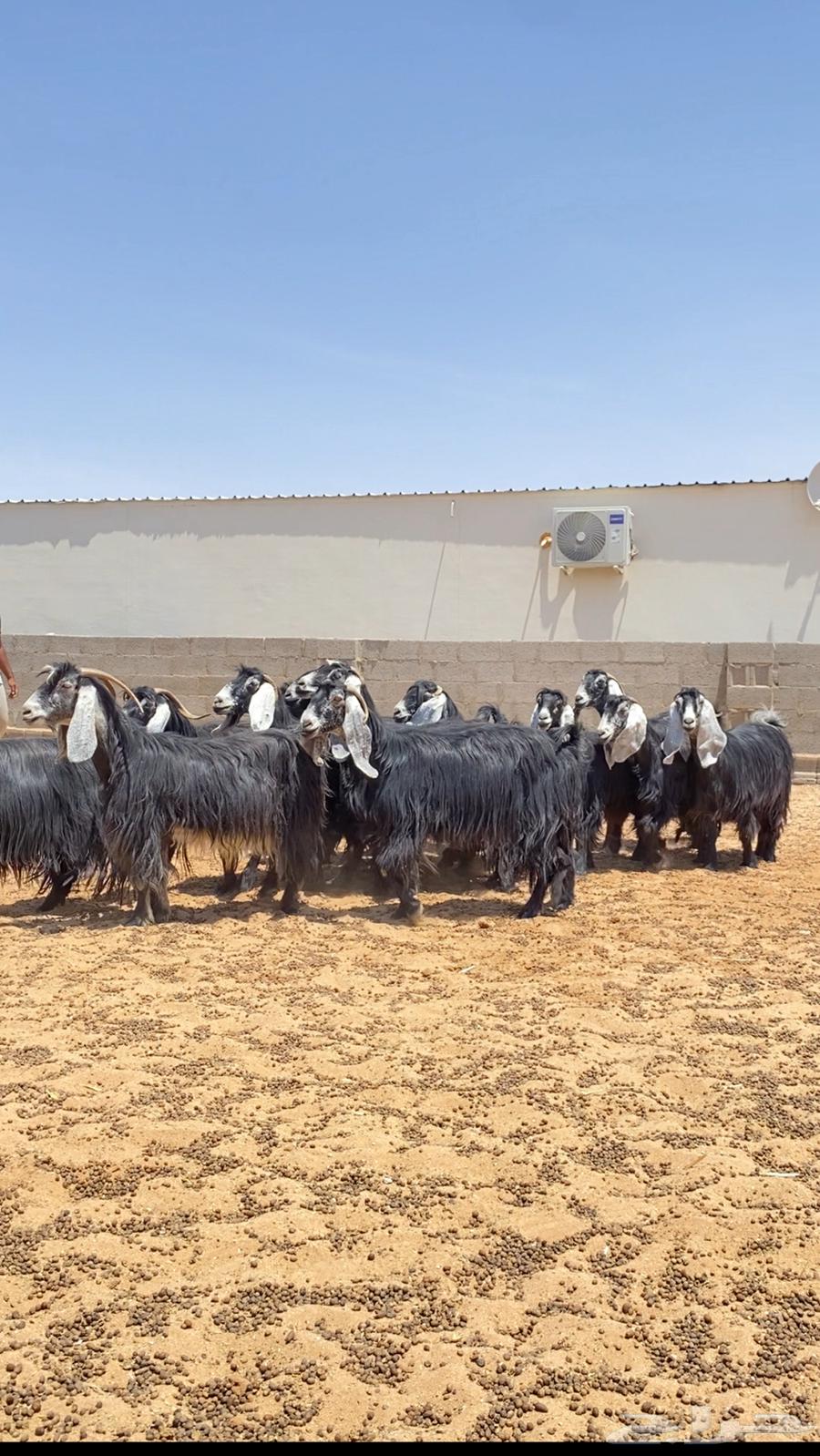 معزا عوارض صنف فاخره64329080796674110