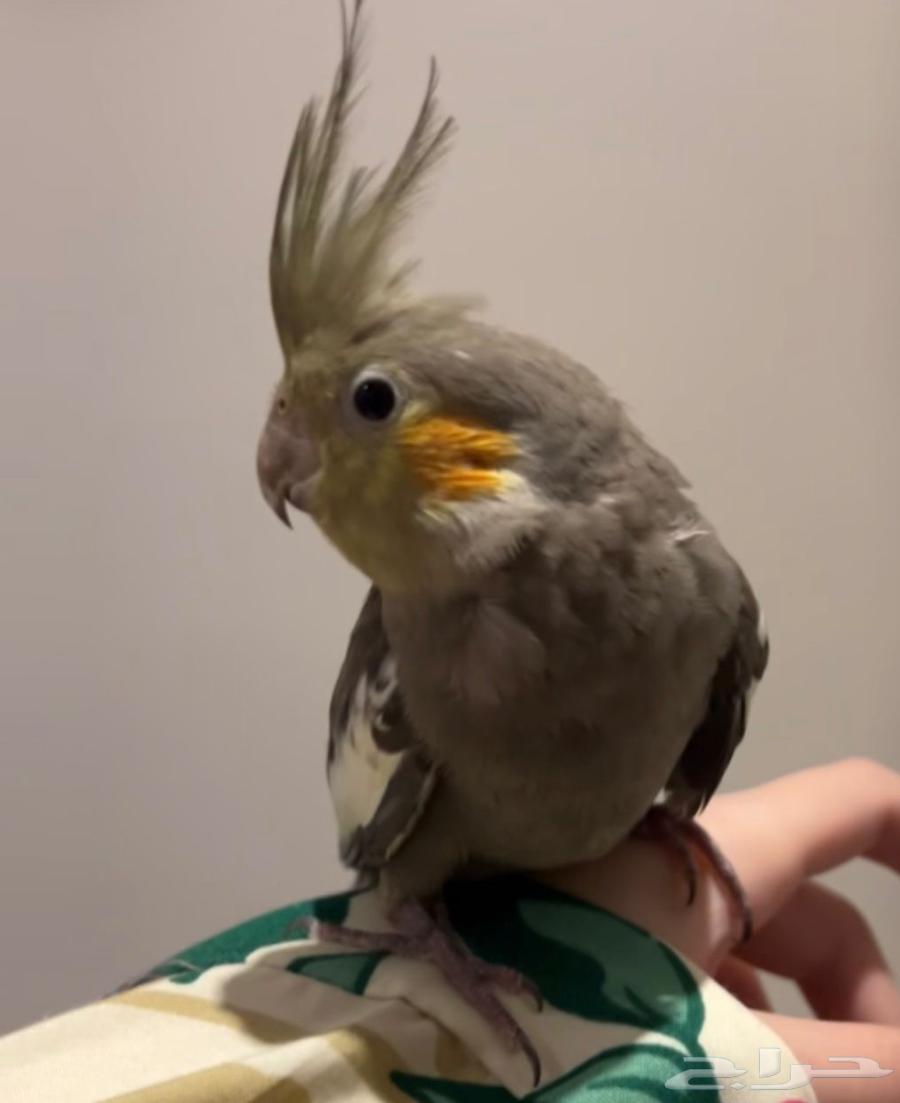 ببغاء كروان عمره اربع اشهر64328961075841111