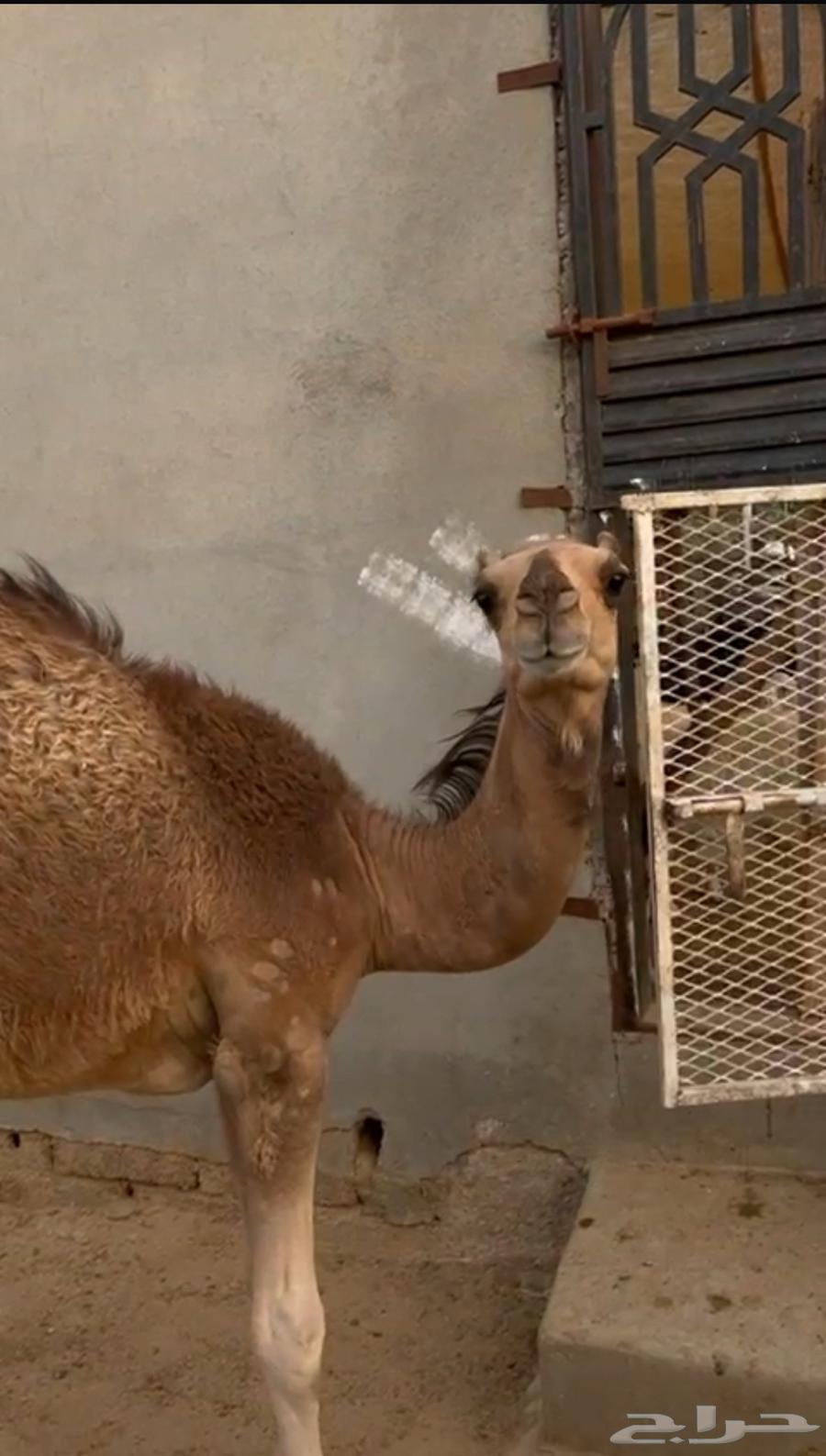 قعود ساحلي للبيع شحم عمره مايقارب ثمان ل 9 اشهر64327886318210113