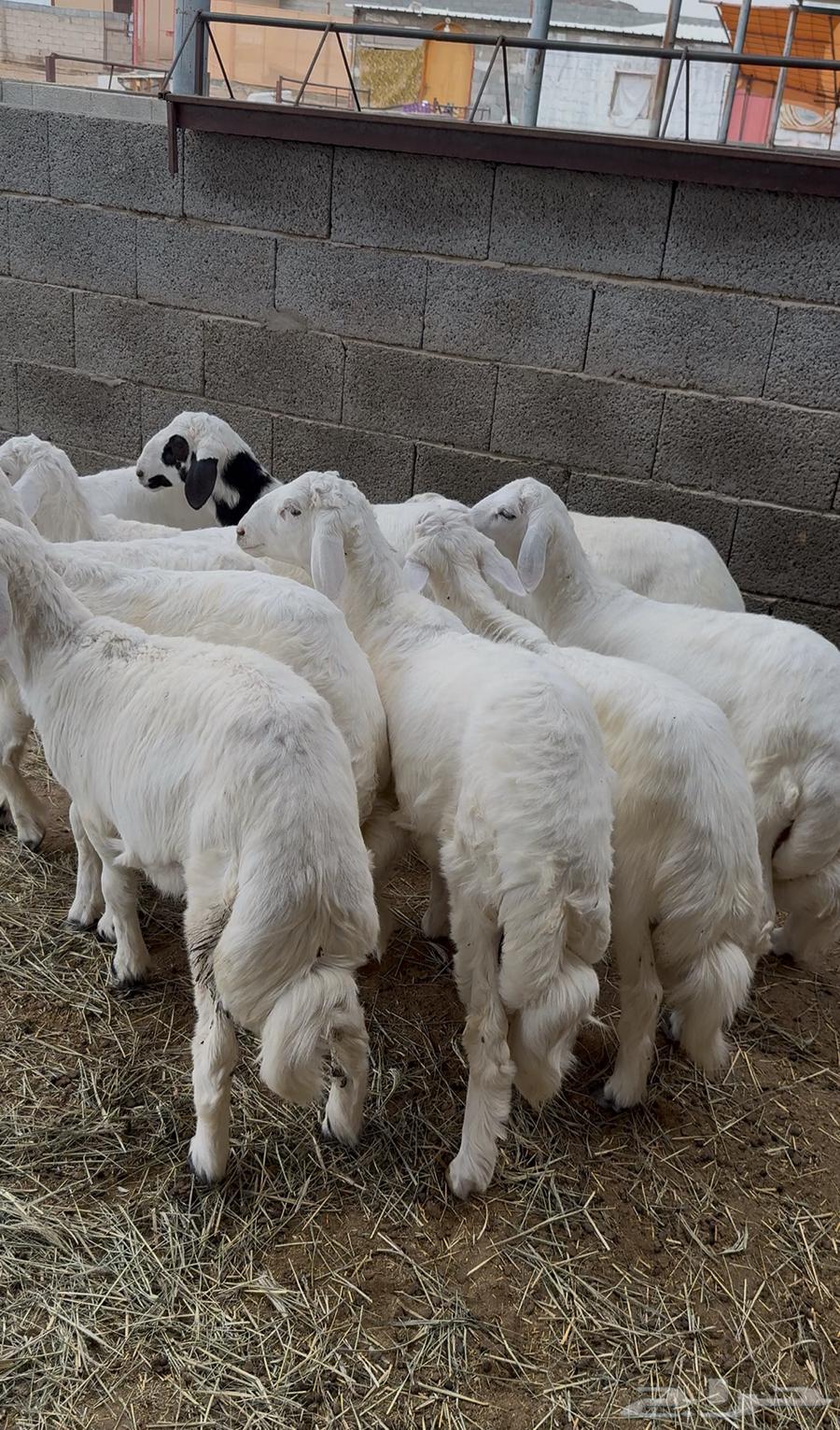 طليان شحم فل للبيع64331211756035112