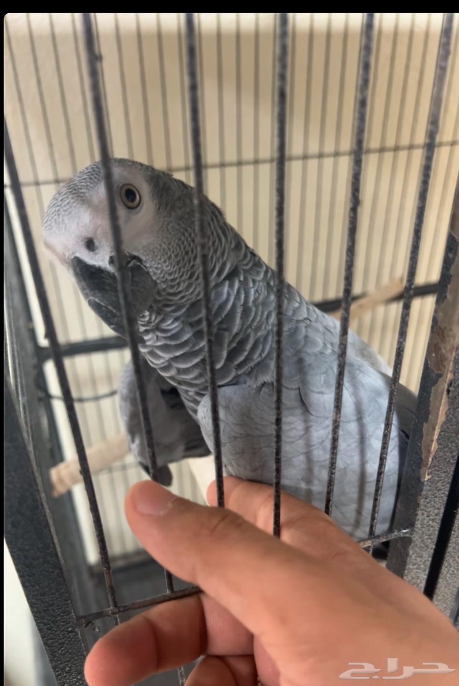 Talking Casco Parrot64330430688641112