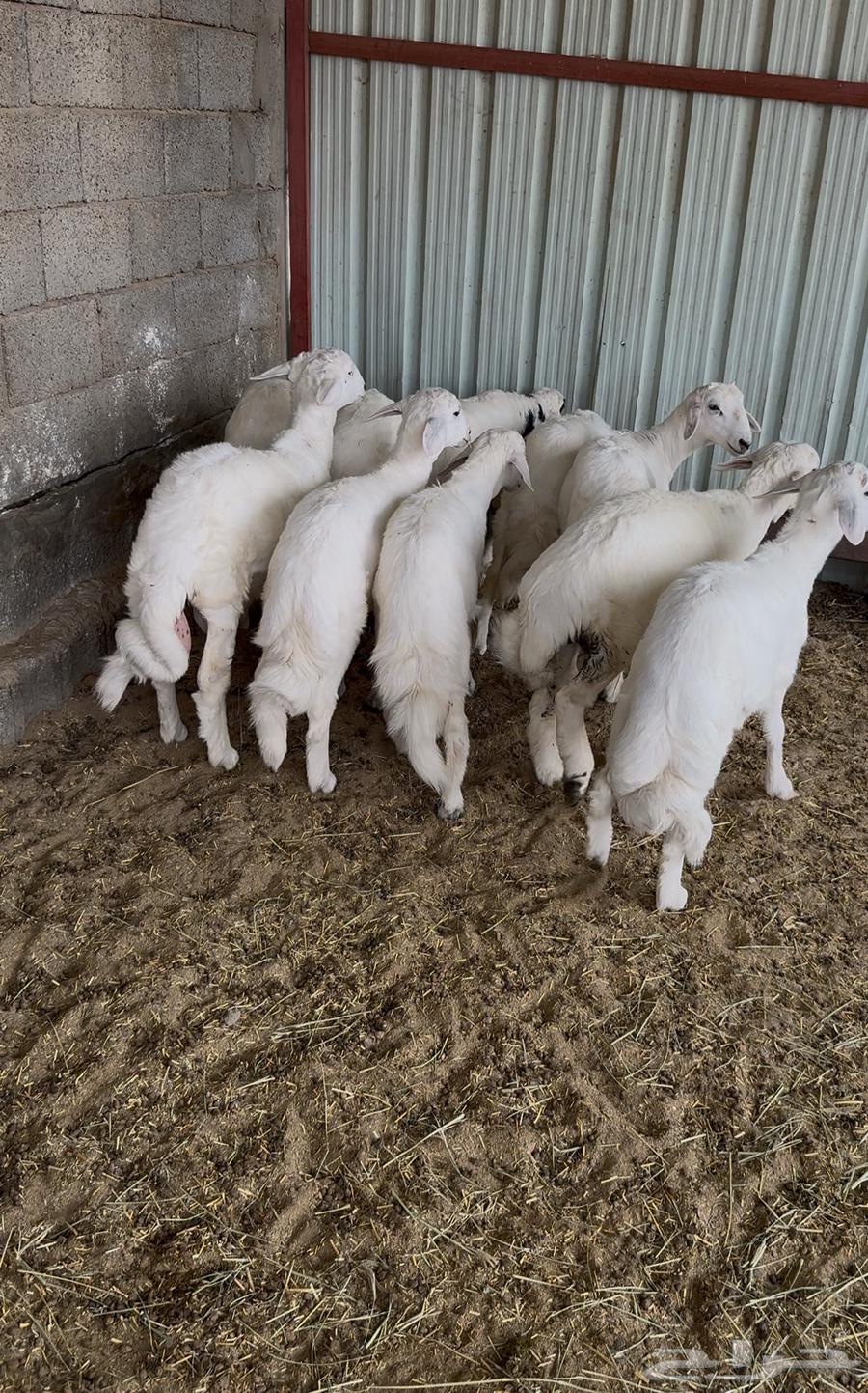 طليان شحم فل للبيع64331211756035111