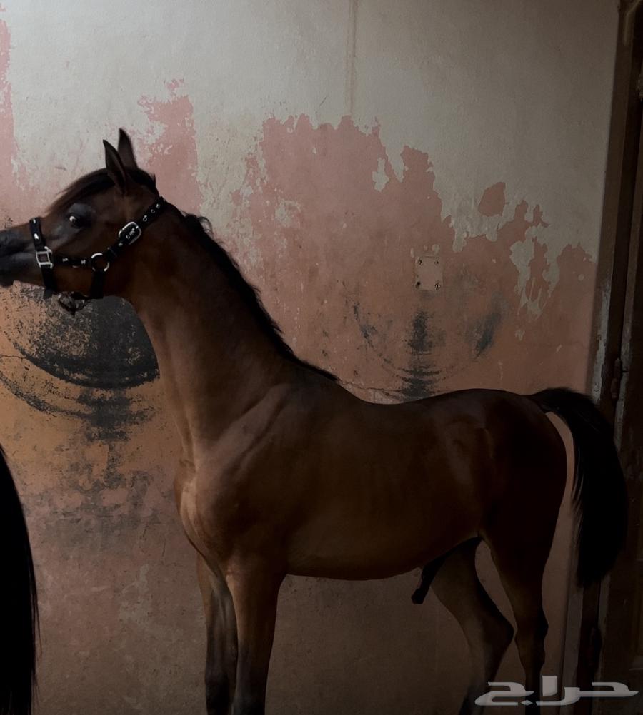 مهر فاخر للبيع64335124108289110