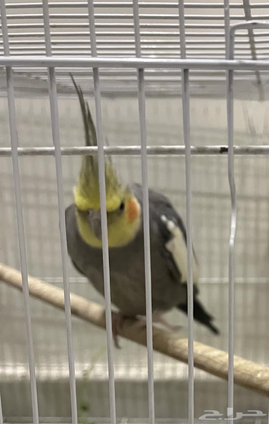 2 كروان64329214891265111