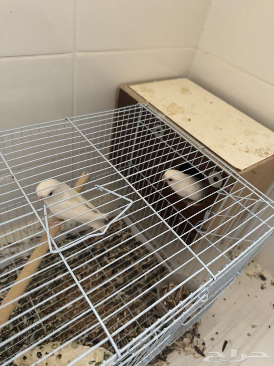 زوج روز منتج للبيع64335244670722110