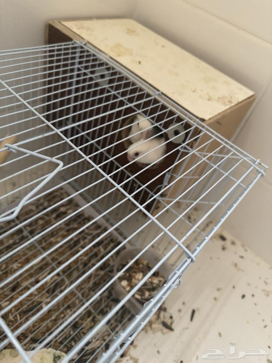 زوج روز منتج للبيع64335244670722112