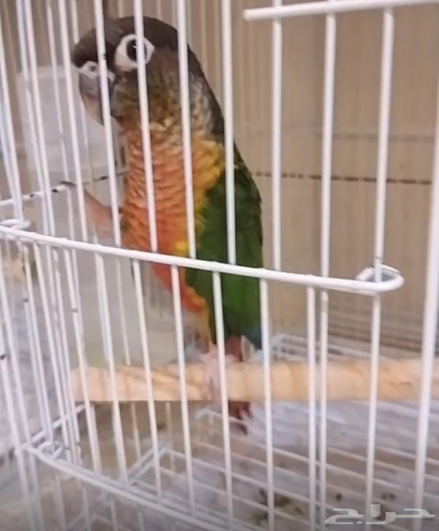 Two-month-old canary bird64323516493057110