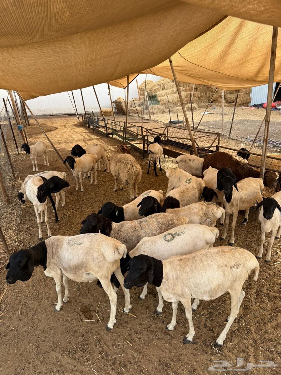 Barberi lamb raised for 3 months, only 500 SAR64056905579267113