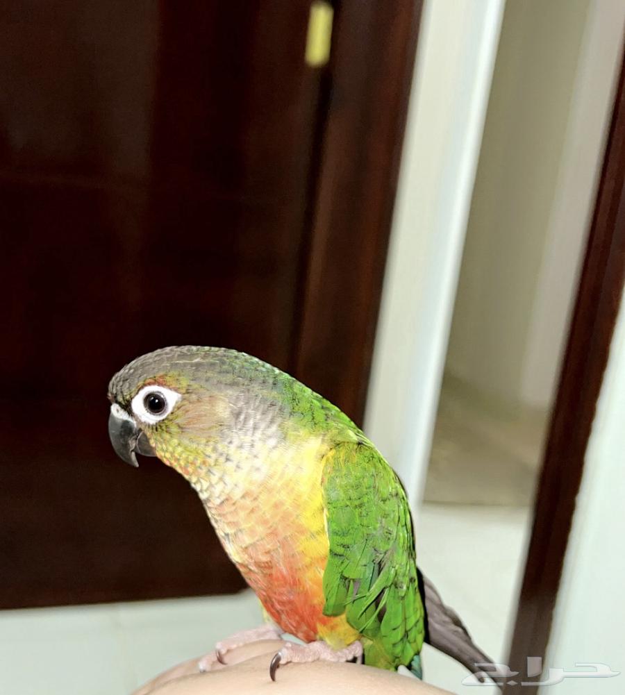 كنيور يلو سايد اليف جدا تم البيع64330804141057110