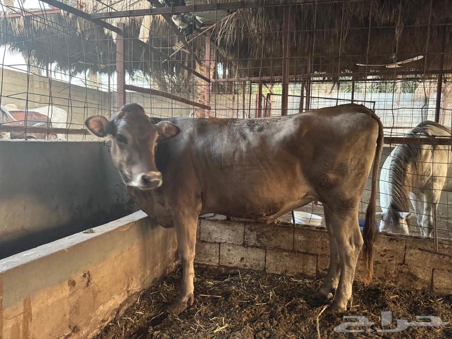 بقرة سويسرية براون64332786011011113