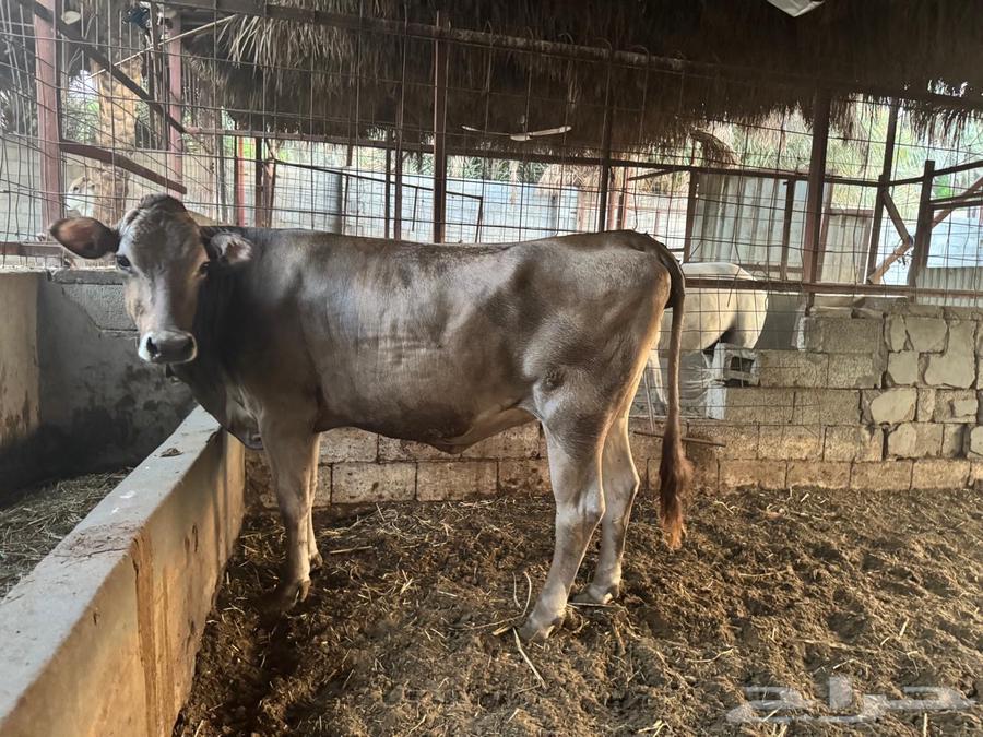 بقرة سويسرية براون64332786011011110