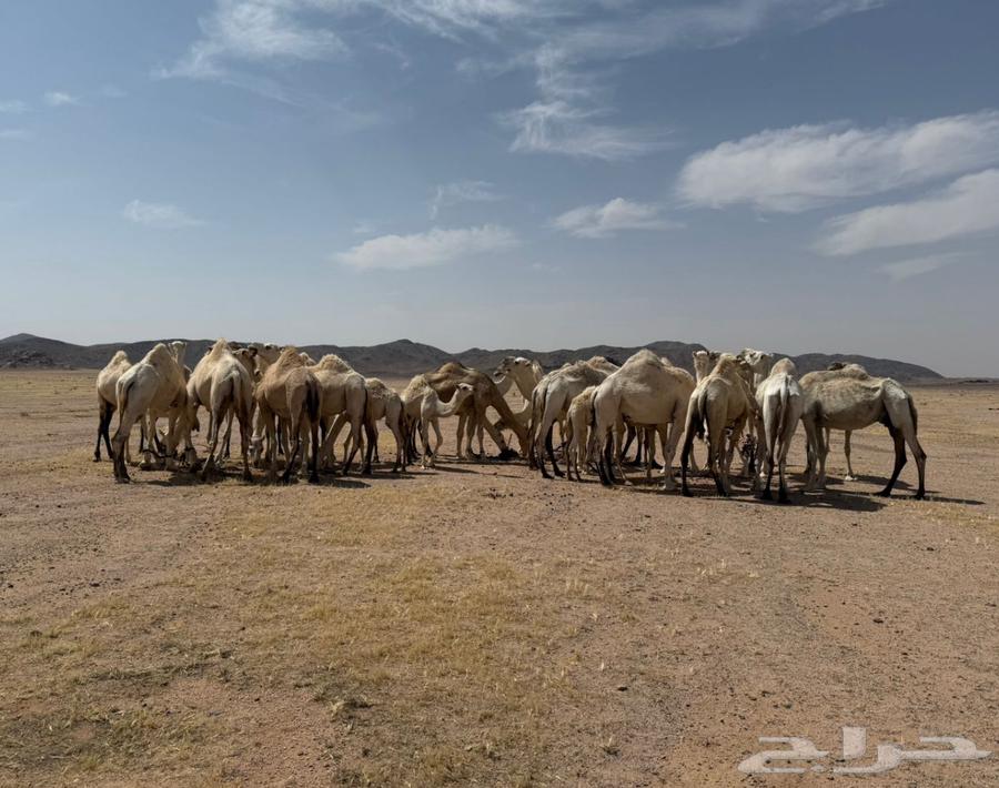 ابل للبيع64334176827777110