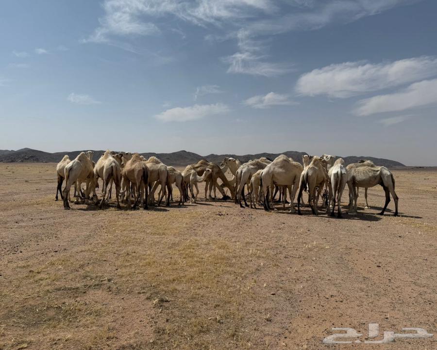 ابل للبيع64334176827777111