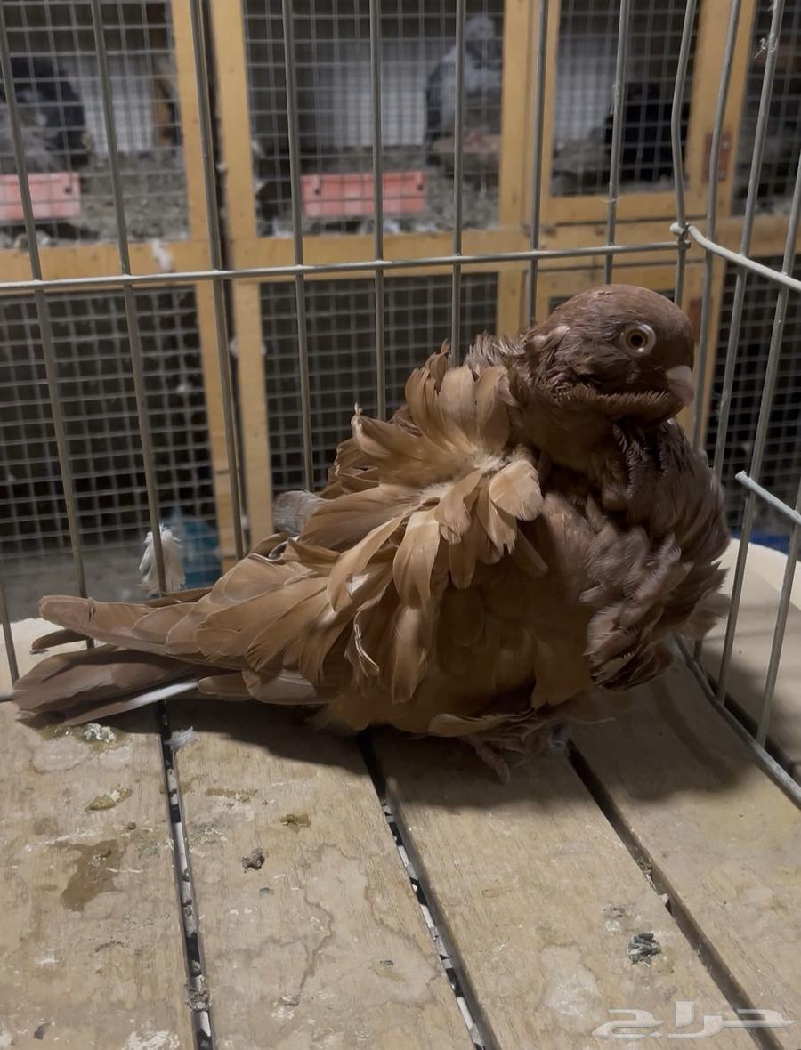 For sale pigeon flock with colors and levels64332982319618110