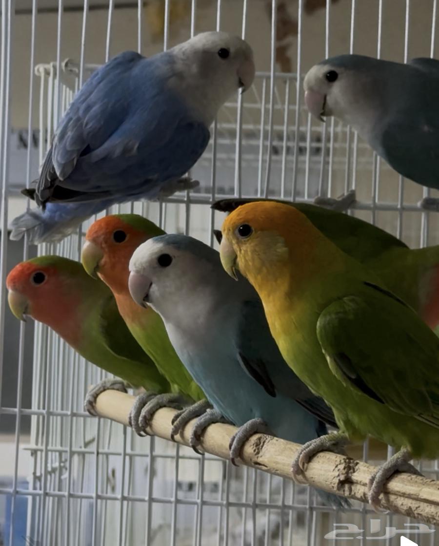 طيور روز جواهز للانتاج للبيع جملة64325457954689114