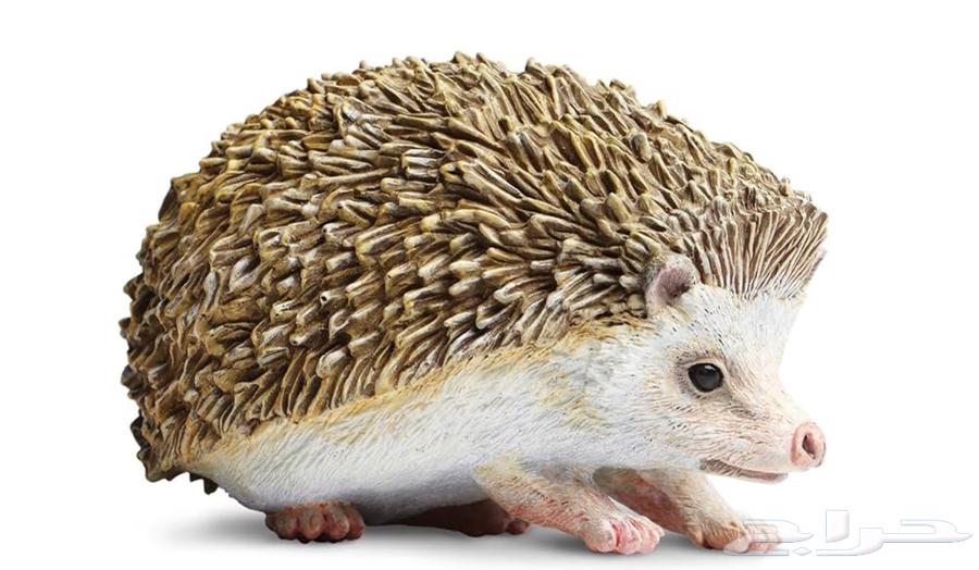 قنفذ للبيع64326147844481110