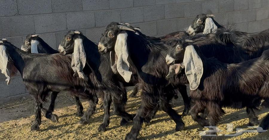 جذعات عوارض ربش طيبه العدد 8 بالفحل64335908037633114